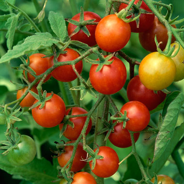 tomato-tips-1