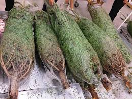 wholesale Christmas trees
